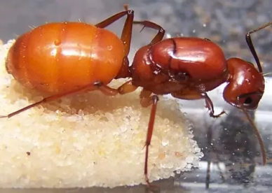 أروع صور ملكة النمل الحمراء تشرب من الماء Red Queen Ant Photos- عالم الصور